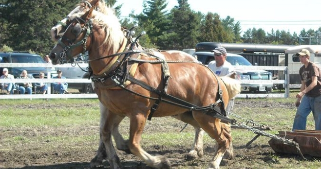 Work horses competing at Central Algoma Fall Fair